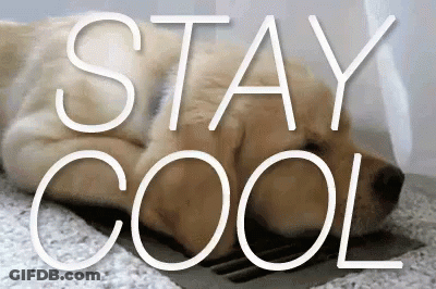 A Dog Is Laying On The Floor With The Words Stay Cool Written Above It GIF