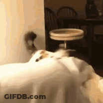 A Dog Is Laying On Top Of A Bed In A Room . GIF
