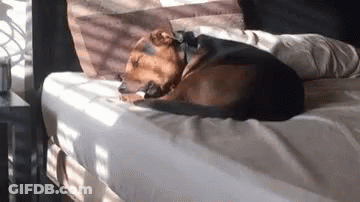 A Dog Is Laying On Top Of A Bed In The Sun . GIF