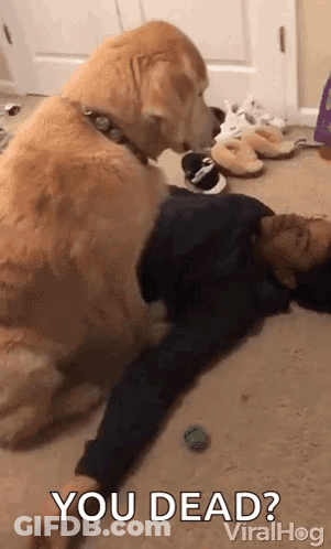 A Dog Is Laying On Top Of A Child On The Floor And Asking If He Is Dead . GIF