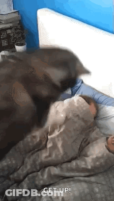 A Dog Is Laying On Top Of A Person In A Bed . GIF