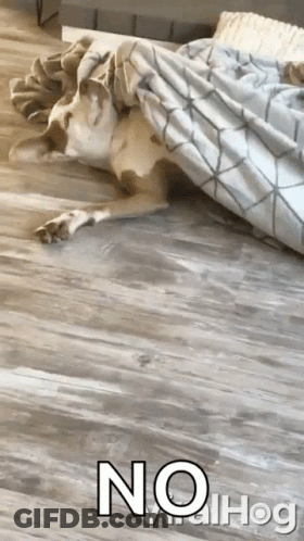 A Dog Is Laying Under A Blanket On A Wooden Floor In A Living Room . GIF
