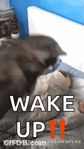A Dog Is Licking A Person 'S Face In Bed . GIF