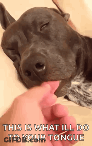 A Dog Is Licking A Person 'S Finger And The Caption Says This Is What Ill Do To Your Tongue GIF