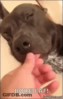 A Dog Is Licking A Person 'S Finger While Laying Down . GIF