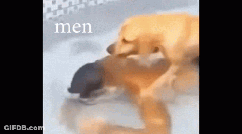 A Dog Is Licking Another Dog 'S Face In A Bathtub With The Word Men Written On The Bottom . GIF