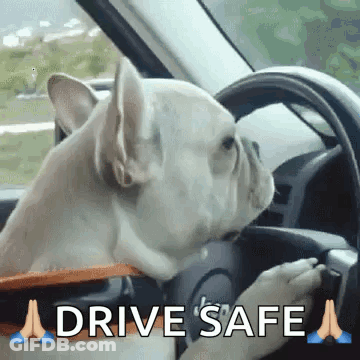 A Dog Is Licking The Steering Wheel Of A Car While A Person Drives . GIF