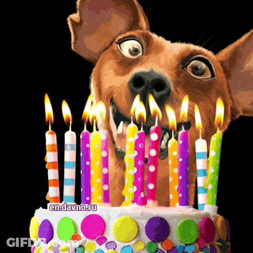 Dog Looking At Birthday Cake With Candles GIF