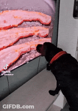 A Dog Is Looking At A Picture Of Bacon On A Television Screen GIF