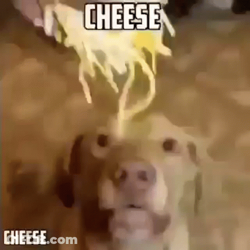 A Dog Is Looking At A Piece Of Cheese Coming Out Of A Person 'S Hand . GIF