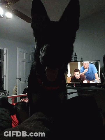 A Dog Is Looking At A Tv Screen With A Man In A Blue Shirt GIF