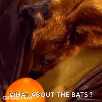 A Dog Is Looking At An Orange With The Words " What About The Bats " Written Below It GIF