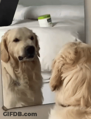A Dog Is Looking At Itself In A Mirror With A Jar Of Vaseline In The Background GIF