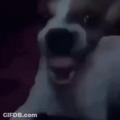 A Dog Is Looking At The Camera With Its Mouth Open GIF