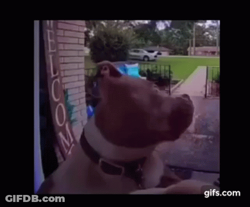 A Dog Is Looking Out A Window At A House . GIF