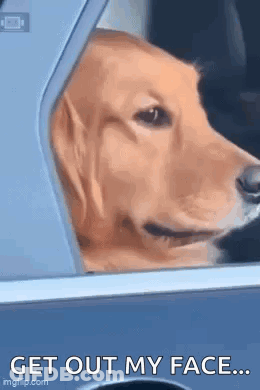 A Dog Is Looking Out Of A Car Window And Says `` Get Out My Face '' . GIF