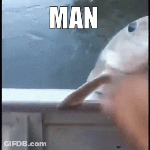 A Dog Is Looking Out Of A Window With The Word Man Written On It . GIF