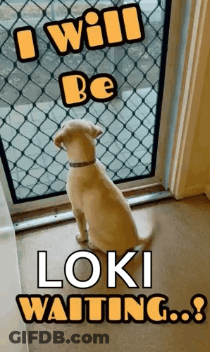 A Dog Is Looking Out Of A Window With The Words I Will Be Loki Waiting .. GIF