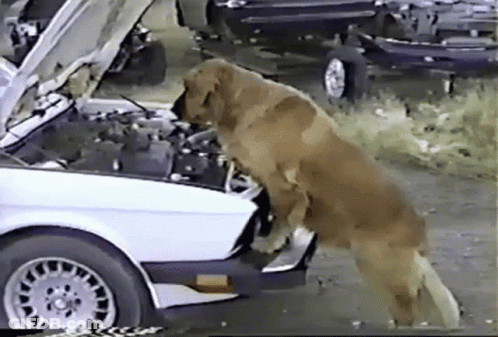 A Dog Is Looking Under The Hood Of A White Car GIF