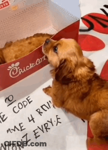 A Dog Is Looking Up At A Box Of Chicken On A Table GIF