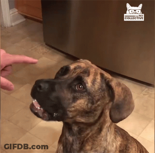 A Dog Is Looking Up At A Person 'S Finger With The Word Collective On The Bottom Right GIF