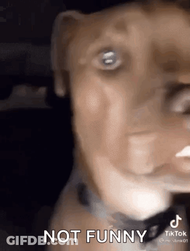 A Dog Is Making A Funny Face While Looking At The Camera . GIF