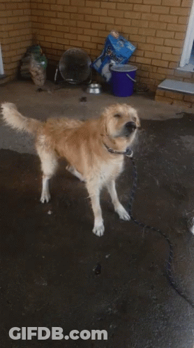A Dog Is On A Leash In Front Of A Bag Of Pet Food GIF