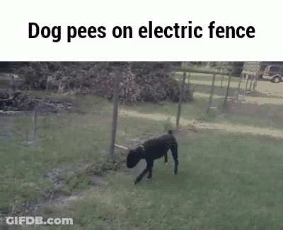 A Dog Is Peeing On An Electric Fence In A Yard . GIF
