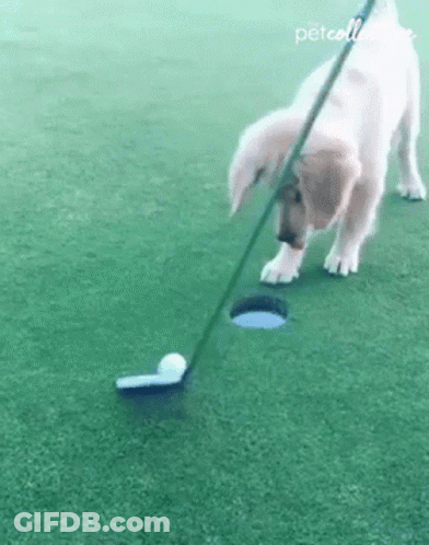 A Dog Is Playing Golf With A Golf Club And Ball On A Golf Course . GIF