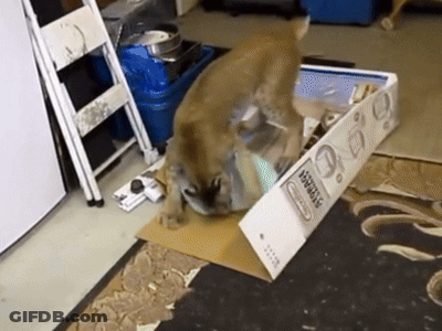 A Dog Is Playing With A Box That Says Vegetables On It GIF