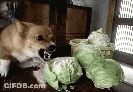 A Dog Is Playing With A Bunch Of Cabbage In A 4Gifs .Com Image GIF