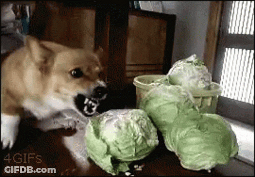 A Dog Is Playing With A Bunch Of Cabbage In A 4Gifs .Com Image GIF