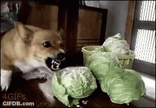A Dog Is Playing With A Bunch Of Cabbage On A Table GIF