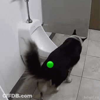 A Dog Is Playing With A Green Ball In Front Of A Urinal GIF