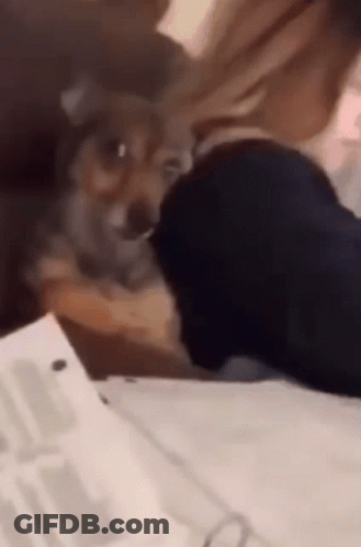 A Dog Is Playing With A Person 'S Foot On A Table . GIF