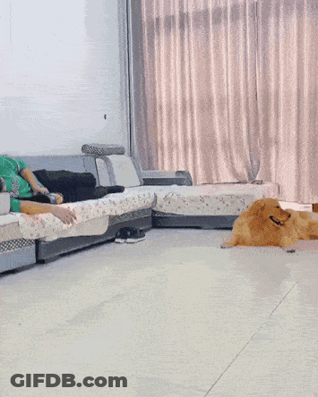 A Dog Is Playing With A Stuffed Animal In Front Of A Green Bucket GIF
