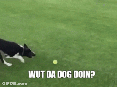A Dog Is Playing With A Tennis Ball On A Lush Green Field . GIF