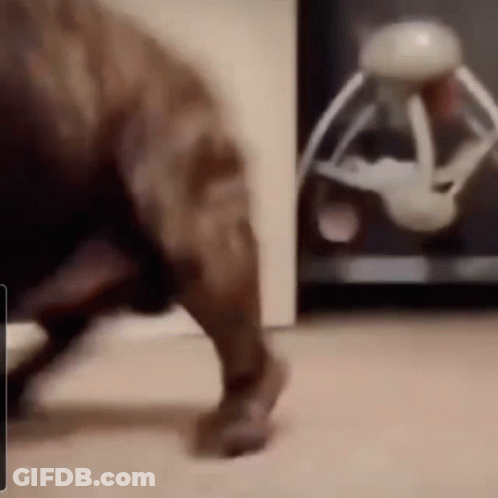 A Dog Is Playing With A Toy That Looks Like A Dinosaur . GIF