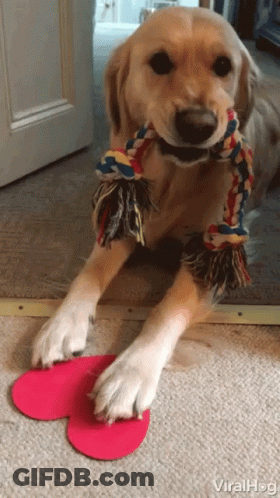 A Dog Is Playing With A Toy That Looks Like A Heart Shaped Shoe GIF