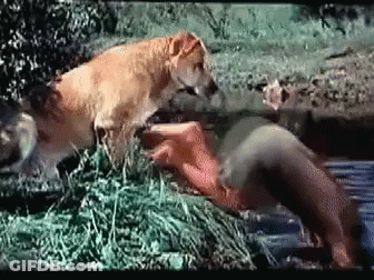 A Dog Is Playing With A Woman In A Field GIF
