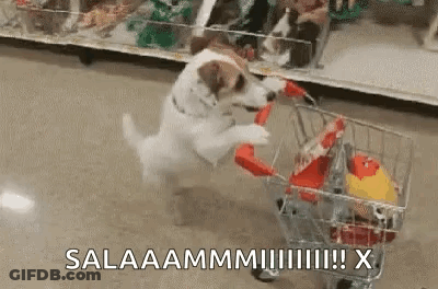 A Dog Is Pushing A Shopping Cart With A Toy In It . GIF