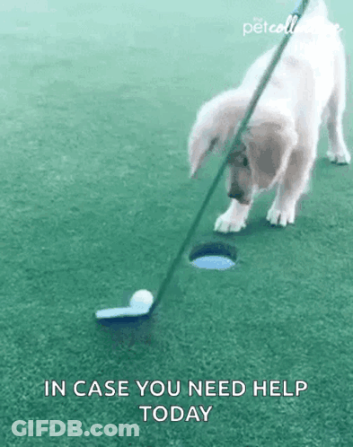 A Dog Is Putting A Golf Ball Into A Hole With A Golf Club . GIF