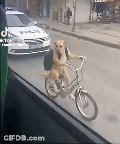 A Dog Is Riding A Bike In Front Of A White Police Car GIF