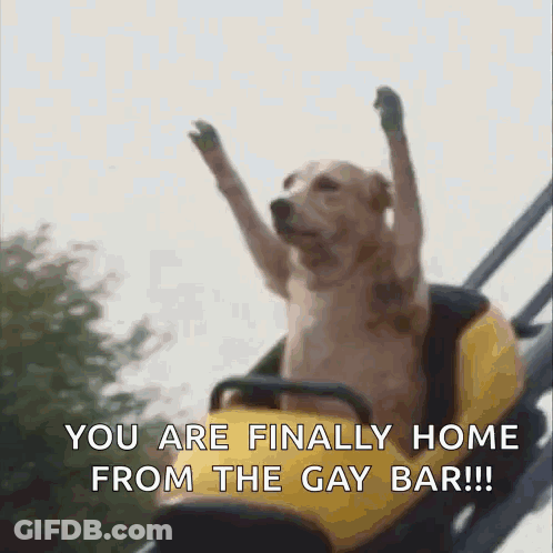 A Dog Is Riding A Roller Coaster And Says You Are Finally Home From The Gay Bar !! GIF