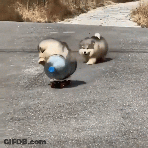 A Dog Is Riding A Skateboard Next To A Bottle GIF