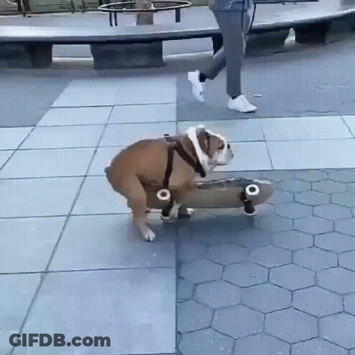 A Dog Is Riding A Skateboard On A Sidewalk GIF