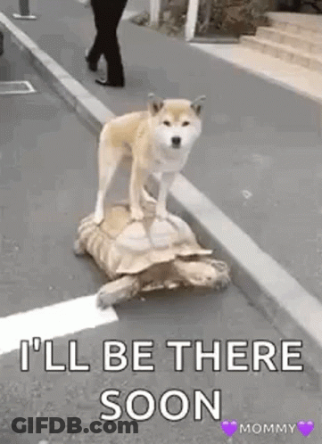 A Dog Is Riding On The Back Of A Turtle On A Street . GIF