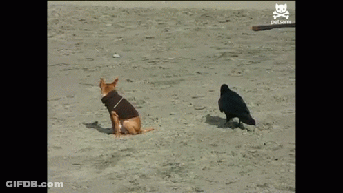 A Dog Is Running Away From A Crow On A Beach With A Skull And Crossbones Logo On The Bottom Right GIF