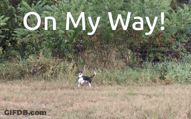 A Dog Is Running In A Field With The Words On My Way Written Above It GIF