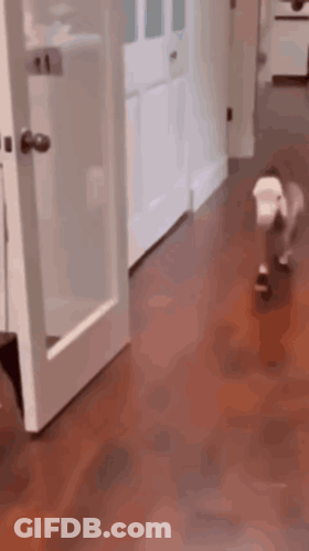 A Dog Is Running In A Hallway Next To A Door GIF